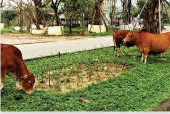 Ủy ban nhân dân xã Kỳ Hoa thông báo về việc nghiêm cấm các hộ dân thả rông vật nuôi hoặc  để vật nuôi xâm lấn, lòng đường, vĩa hè 