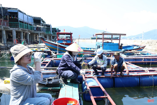 Sở NN&MT Hà Tĩnh thông báo kết quả phân tích mẫu cá tại Vũng Áng, Thiên Cầm